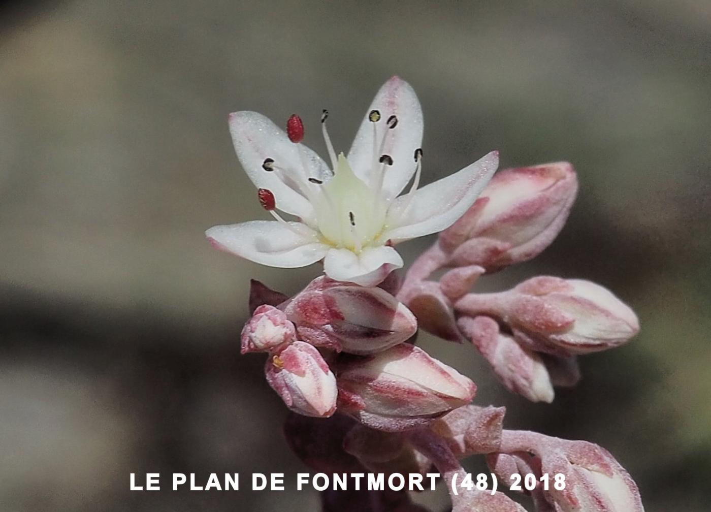 Stonecrop, Short-leaved flower